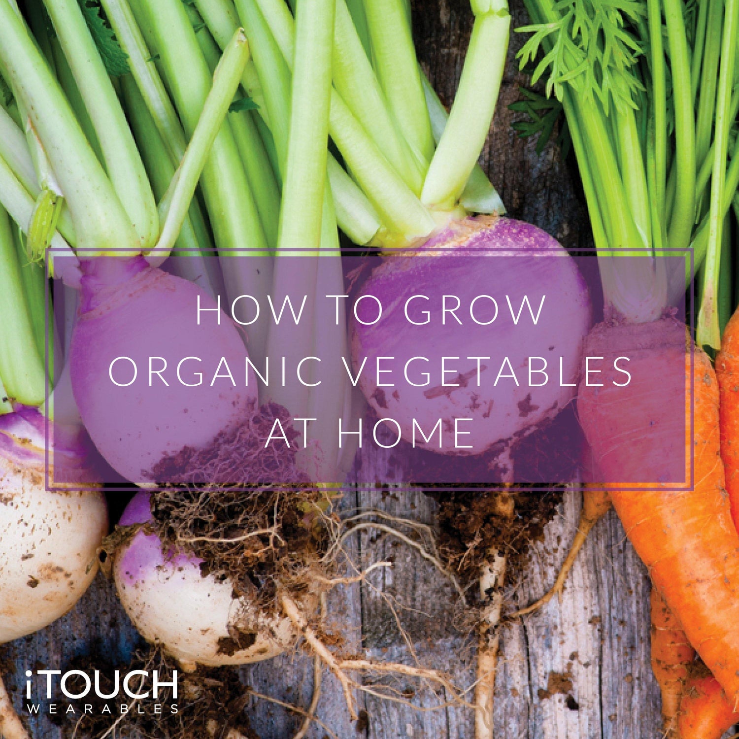 How To Grow Organic Vegetables At Home - iTOUCH Wearables